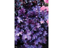 235,3���. ������� ������ �����(�������� ���� �� 1 ��., ����������� ����� 1��.)���17.jpg