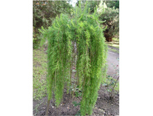 1480,6���. ����������� Larix decidua Puli (120��)