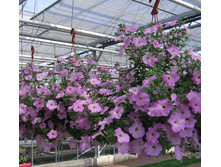 ������� ���������� �������� ���� ���. ����2.jpg