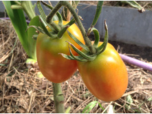 �� ����� �������