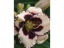 Hemerocallis Sabine Bauer �������� ����� ����� € 1,98 144,54���..jpg