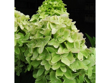 226���. ��������� ����������� �������� �����.jpg