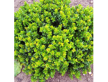 137���. �������� �������� �������.jpg