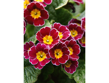 131���. ������� ���� ���� �������(�������� ���� �� 1 ��., ����������� ����� 1��.).jpg