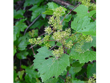 Vitis riparia Tomek male ������� ���������� ����� ���� ������� 2 ltr € 5,31 398,08�..jpg