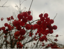 P 20161016 115624 DF.jpg