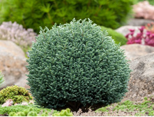 171,2���. ����������� Chamaecyparis pisifera Blue Moon_P9.jpg