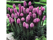 Liatris spicata Floristan Violet ������� ���������� ��������� ������ € 0,25 18,25���..jpg
