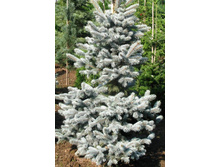 ��� Picea pungens Koster P23(C5) 30-40 CM-33,18.jpg