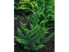 85,6���. ����������� Chamaecyparis pisifera Teddy Bear_P9 10-15.jpg