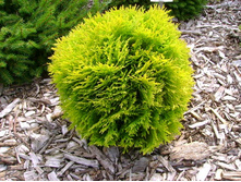 81,4���. ��� Thuja occidentalis Amber Glow.jpg