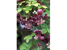 Akebia quinata ������ ����������� 2 ltr € 5,95 446,46�..jpg