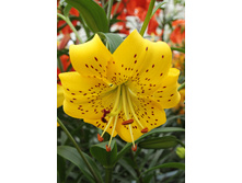 36,58���. ����� ���� ��������(��� 5 ��. ���������� �� 2��.).jpg