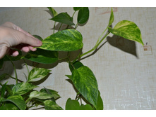 ���������� ���������� "Marble Queen"