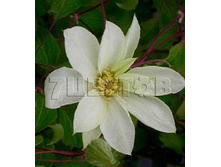 Clematis hybriden Moonlight �������� ��������� ������� 2 (������) 2 ltr € 6,57 492,58�..jpg