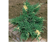 102,5���. ������������ Juniperus (dav) chin. Expansa Variegata_P9 15-20.jpg