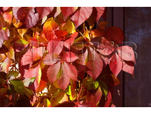 Parthenocissus quinq. REDWALL Troki ������� �������� ��������������� ������� ����� 2 ltr € 4,80 359,83�..jpg