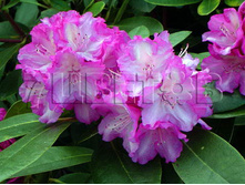 Rhododendron yakushimanum Blurettia ����������� ������������ ��������� -23�C 5 ltr 20-25 € 16,37 1 228,05�..jpg