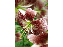 39,96���. ����� ����� ����(��� 5 ��. ���������� �� 2��.).jpg