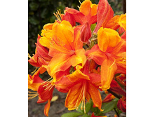 310���. ������ Knapp Hill ������ ������ ���.jpg