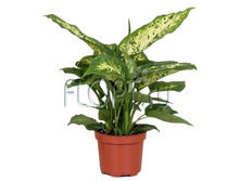 ����������� �������� 12�30. 159,6 ���.jpg