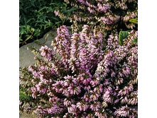 161���. ����� �������� ��� �������.jpg