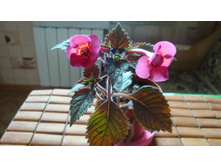 �������� Hard to Get