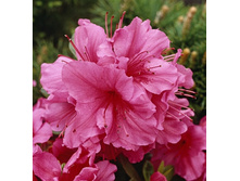 ������ ����� �������-136