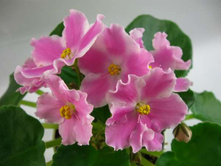 ��- ��� �����