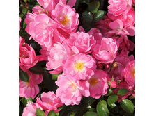 Rosa groundcover Satina.jpg