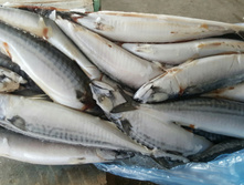 �������� �.�. 300 - 600 �������� ����� �����������