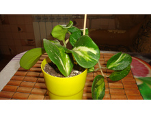 ���� obovata var