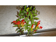 Columnea Early Bird (�������� ����� ��).