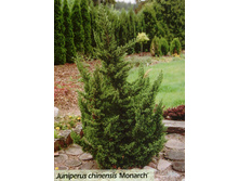 102,5���. ������������ Juniperus chinensis Monarch_P9 15-20.jpg