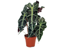 �������� ����� 14�50. 294 ���.jpg