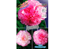 1988,6���. ���� ������(�������� ���� �� 1 ��., ����������� ����� 1��.).jpg