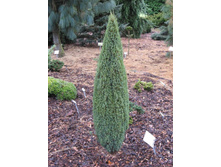 97,2���. ������������ Juniperus communis Compressa_P9 15-20.jpg