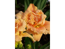 203,7���. �������� ������ ���� �������(�������� ���� �� 1 ��., ����������� ����� 1��.)���16.jpg