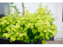 �������� �������� ������ ��������-207�.jpg