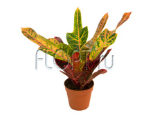 ������� ��������� 8�25. 124,95 ���.jpg