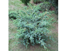 86,7���. ������������ Juniperus chinensis Blue Alps.jpg