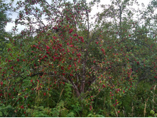 IMG 20160820 135125 HDR.jpg