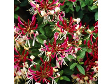 164���. ��������� �������� ��������.jpg