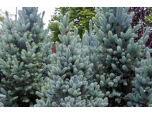 424,6���. ��� Picea pungens Blue Diamond (������ 1.5� ������ 25-30��)