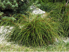 ���  Thuja occidentalis Whipcord-92�.jpg