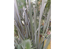 DSCF8091.JPG