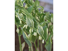 Polygonatum multiflorum Variegatum ������ �������������� ���������� € 1,06 77,38���..jpg