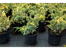 102,5���. ������������ Juniperus squamata Golden Flame.jpg