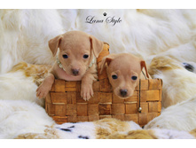 ������� ��������