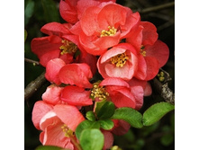 138���. ���� ������������ (���������) ������ �������.jpg